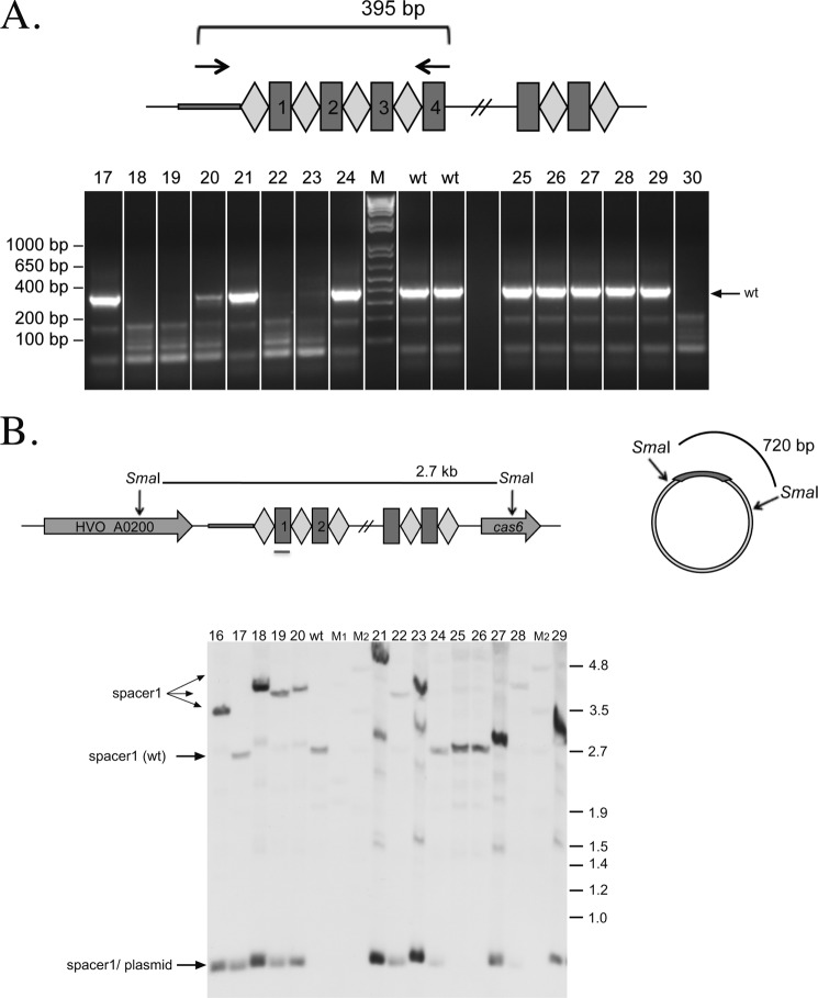 FIGURE 7.