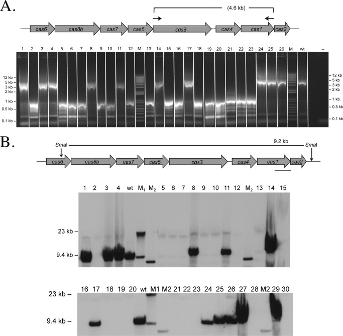 FIGURE 5.