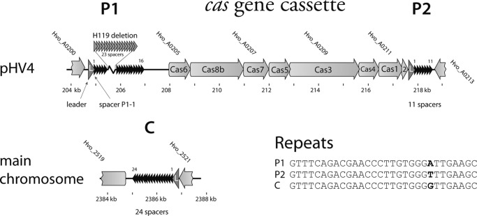 FIGURE 1.