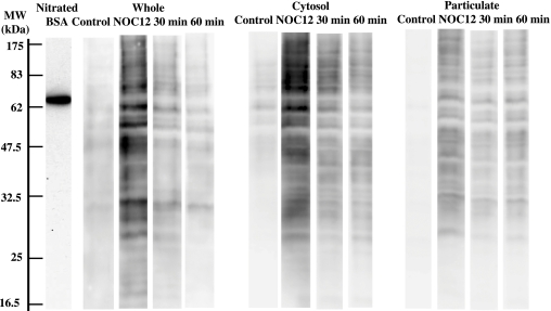 Fig. 8