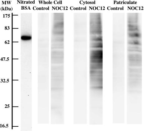 Fig. 6