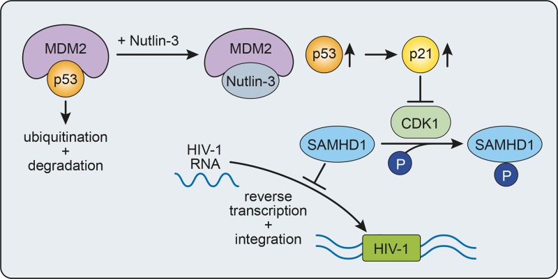 FIG 8