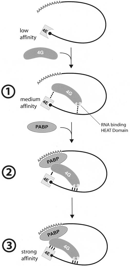 Figure 7.