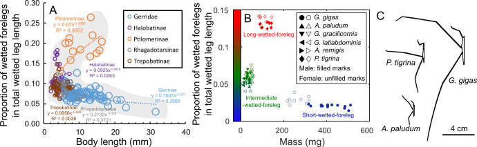 Leg morphology (‘leg geometry’) across Gerridae, and body length and mass of the study species.