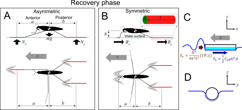 Graphical explanation of the basic concepts in the model of sliding water strider.