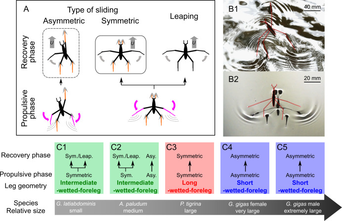 Summary of observations of locomotion of the study species (see electronic supplementary material, videos S1–4,6)