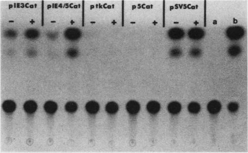 graphic file with name molcellb00104-0201-a.jpg