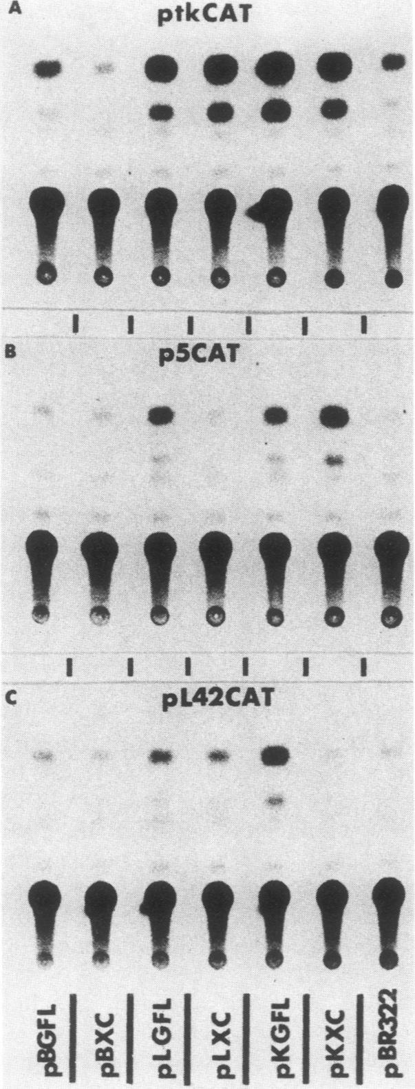 graphic file with name molcellb00104-0204-a.jpg