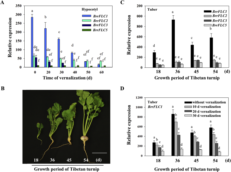 Fig. 4