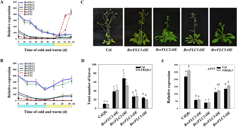 Fig. 3