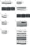 Figure 4—figure supplement 1.