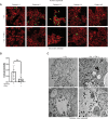Figure 2—figure supplement 1.