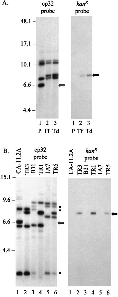 FIG. 8