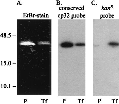 FIG. 5