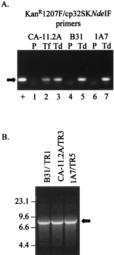 FIG. 6