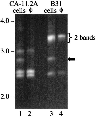 FIG. 3