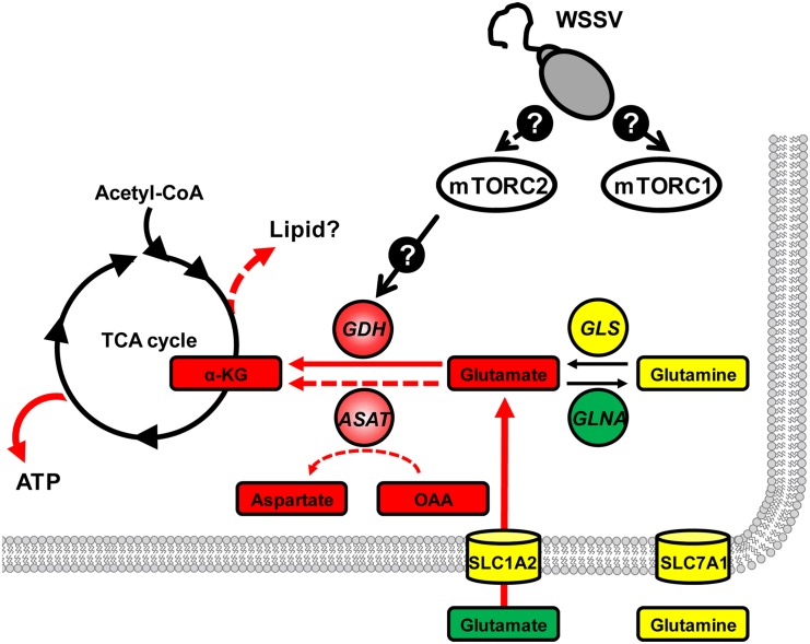 Fig 6