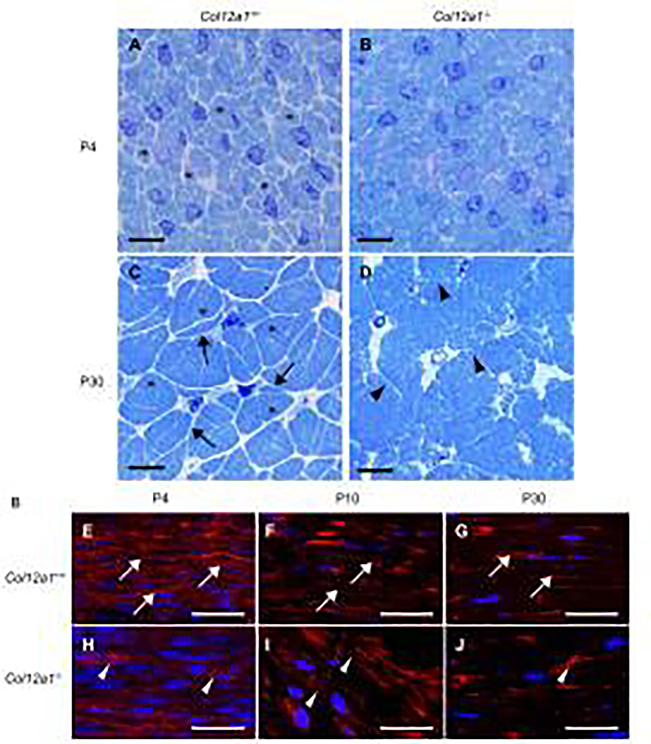 Fig 2.