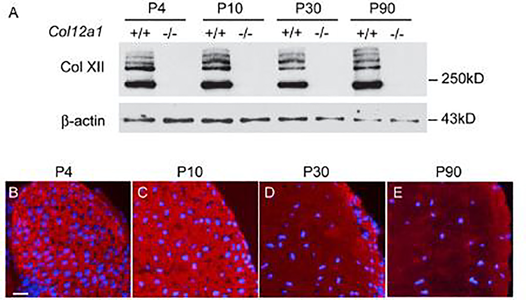 Fig 1.