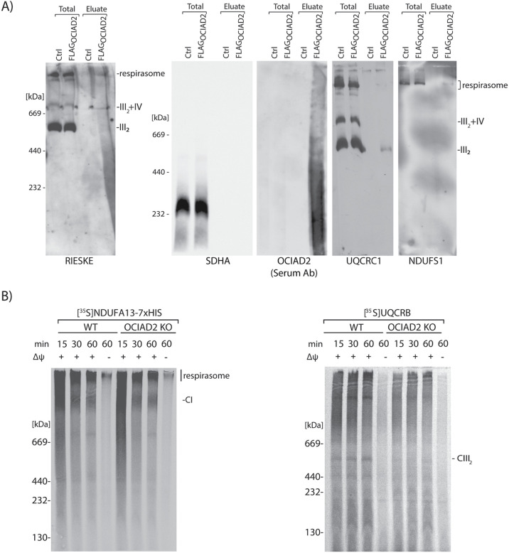 FIGURE 6: