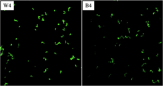 FIG.3.