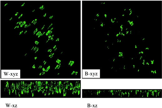 FIG.3.