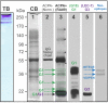 Fig 3