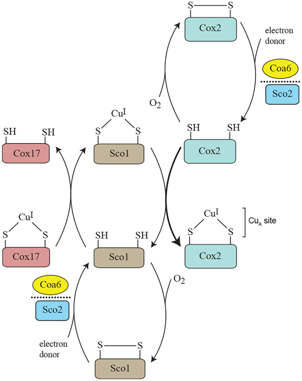 Figure 7.