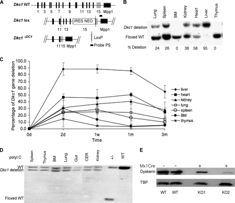 FIG. 1.