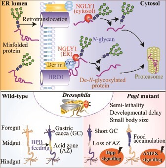 Graphical Abstract