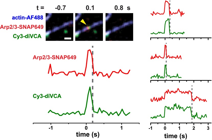 Figure 2—figure supplement 3.