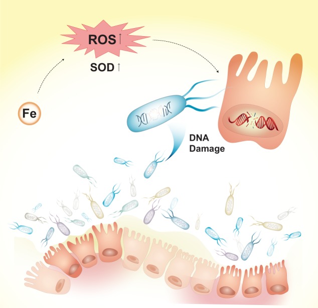 Metaproteomics characterizes human gut microbiome function in ...