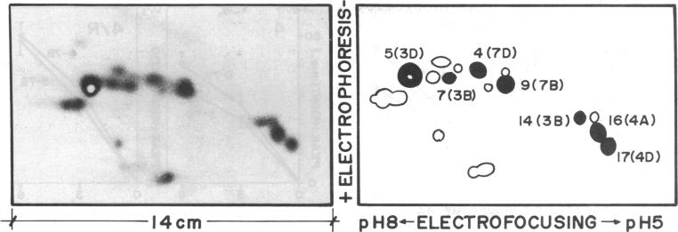 graphic file with name pnas00015-0409-a.jpg