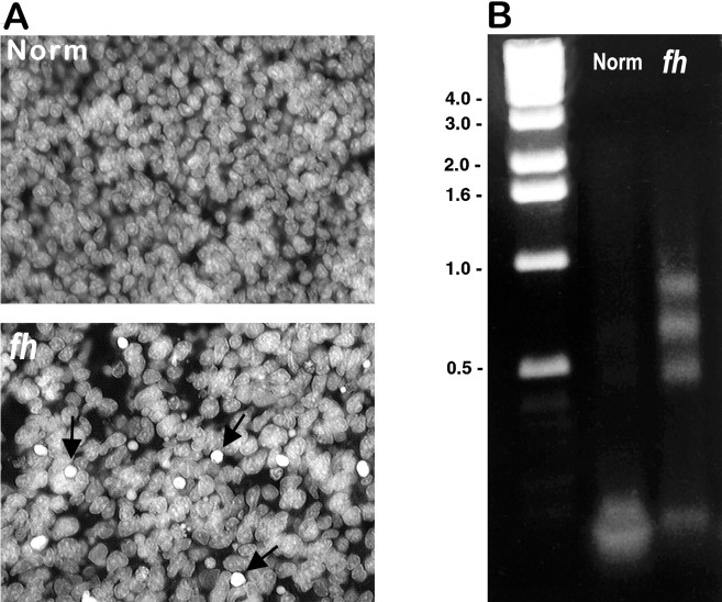 Fig. 8.