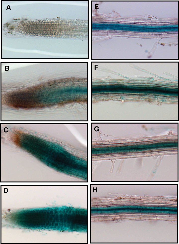 Fig. 7.