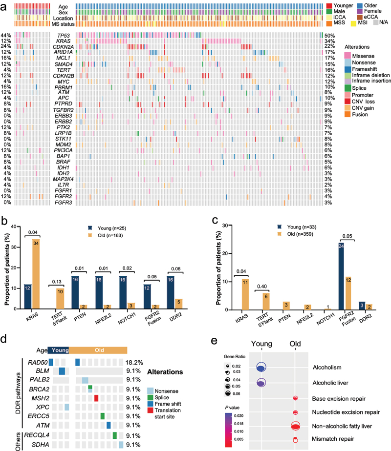 (a) A heatmap of frequently altered genes in the study cohort, subgrouped by patient age, with percentage of each altered gene on the right side. (b) A bar plot showing different prevalence of mutated genes between young and old patients in the study cohort, with P-values showing statistical significance. (c) A bar plot showing different prevalence of mutated genes between young and old patients in the external cohort, with P-values showing statistical significance. (d) A heatmap of germline alterations between young and old patients in the study cohort, which are enriched in the DNA damage response pathway. (e) Dots, with size and color representing the degree of enrichment and statistical significance, respectively, reflect potentially distinctive risk factors in young and old patients.