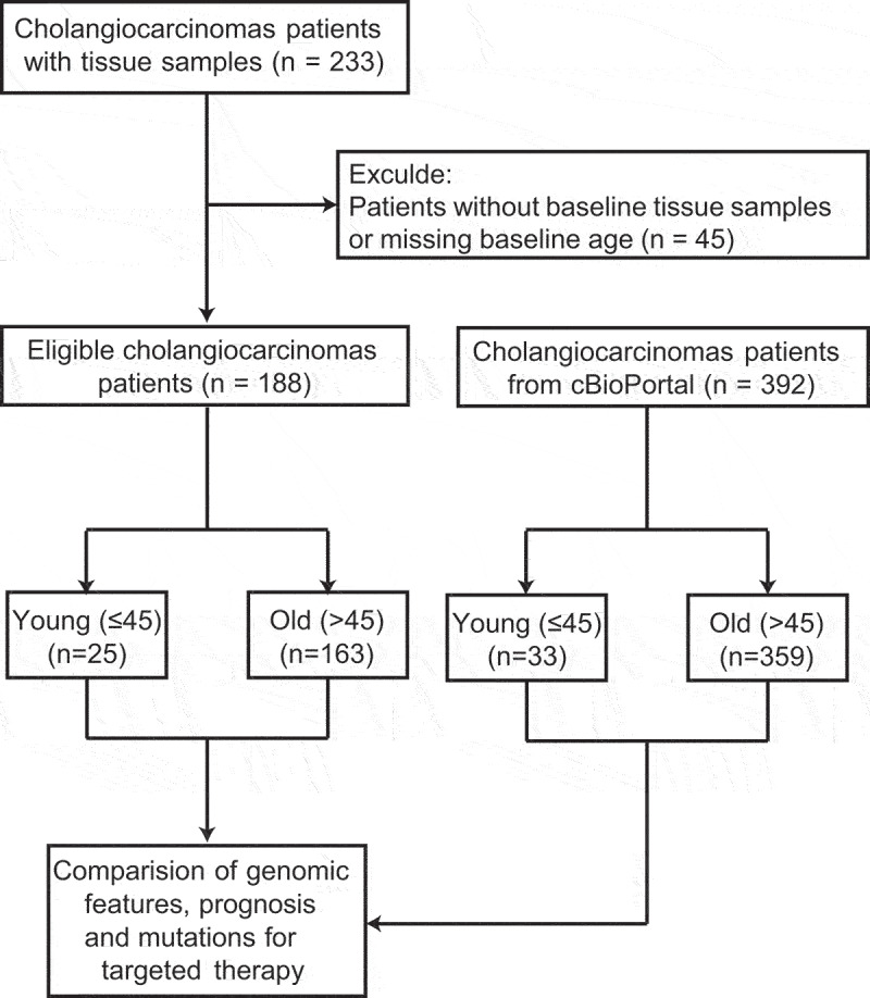 A total of 188 cholangiocarcinoma patients (25 young and 163 old) were included in the study cohort, and 392 patients (33 young and 359 old) were included in the external cohort.