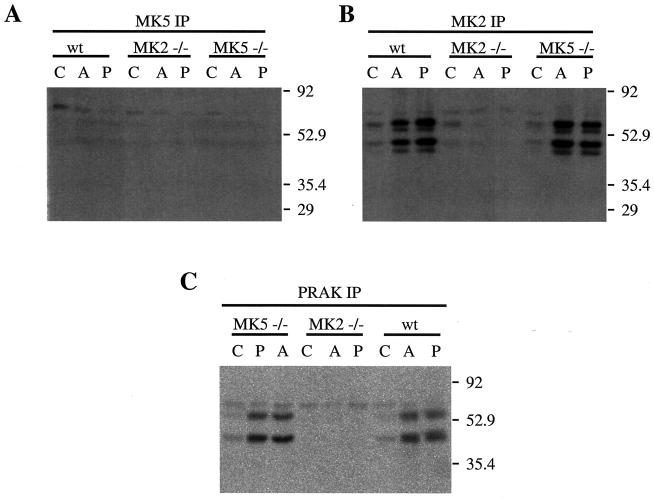 FIG. 7.