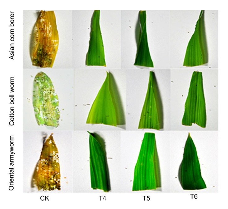 Fig. 8