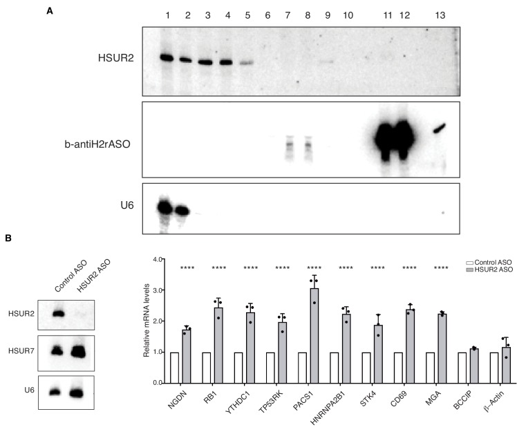 Figure 1—figure supplement 1.