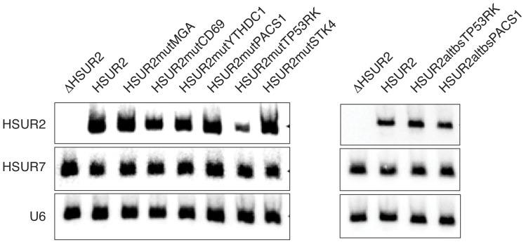 Figure 6—figure supplement 1.