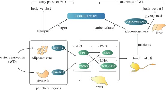 Figure 5.