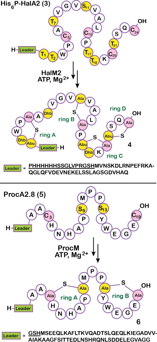 Scheme 2