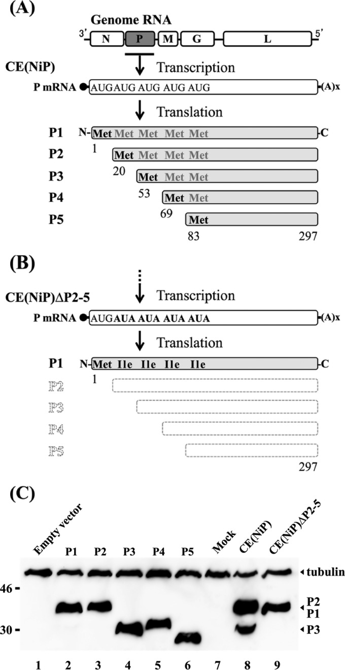 FIG 1