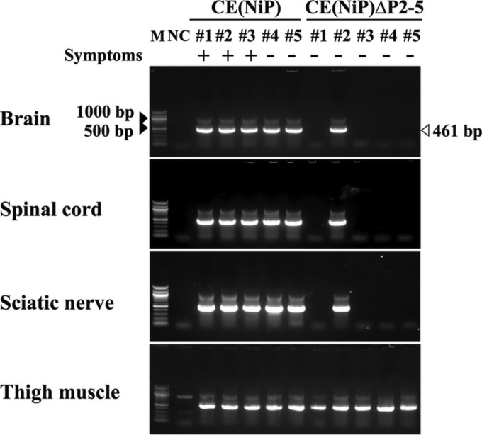 FIG 6