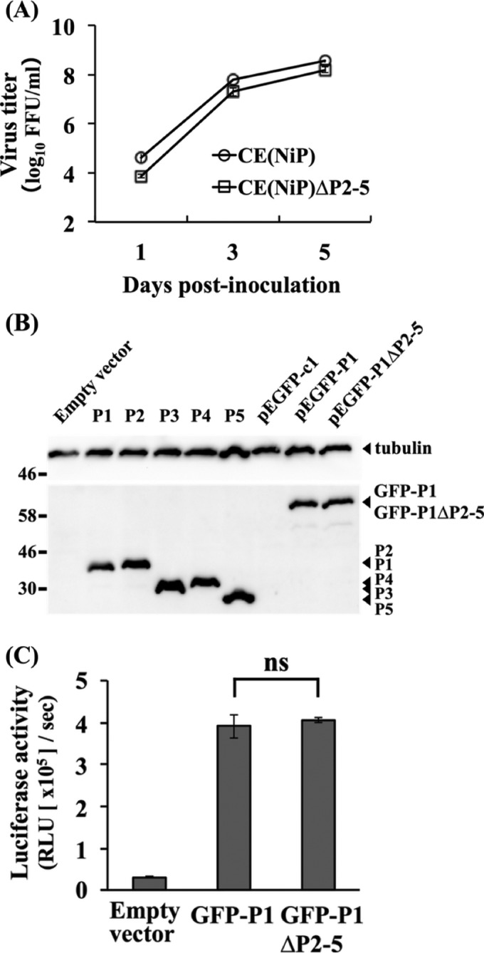 FIG 2