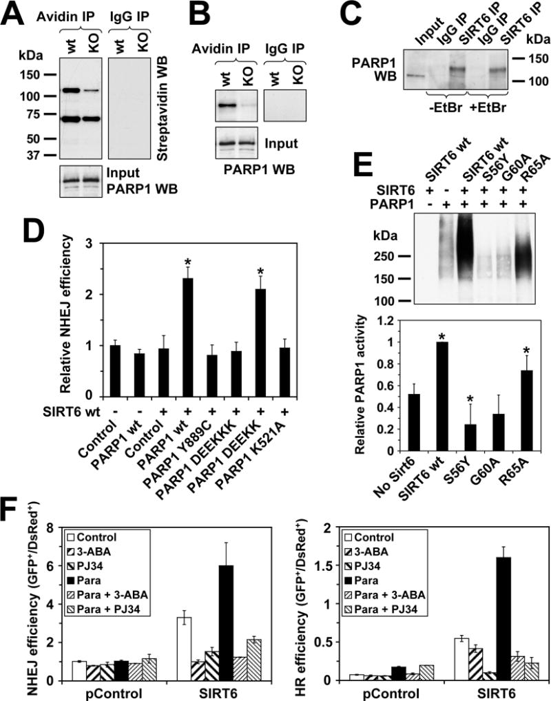 SIRT6 promotes DNA repair under stress by activating PARP1 - PMC