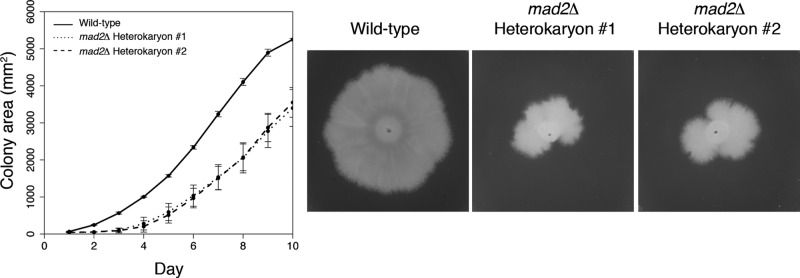 FIGURE 6: