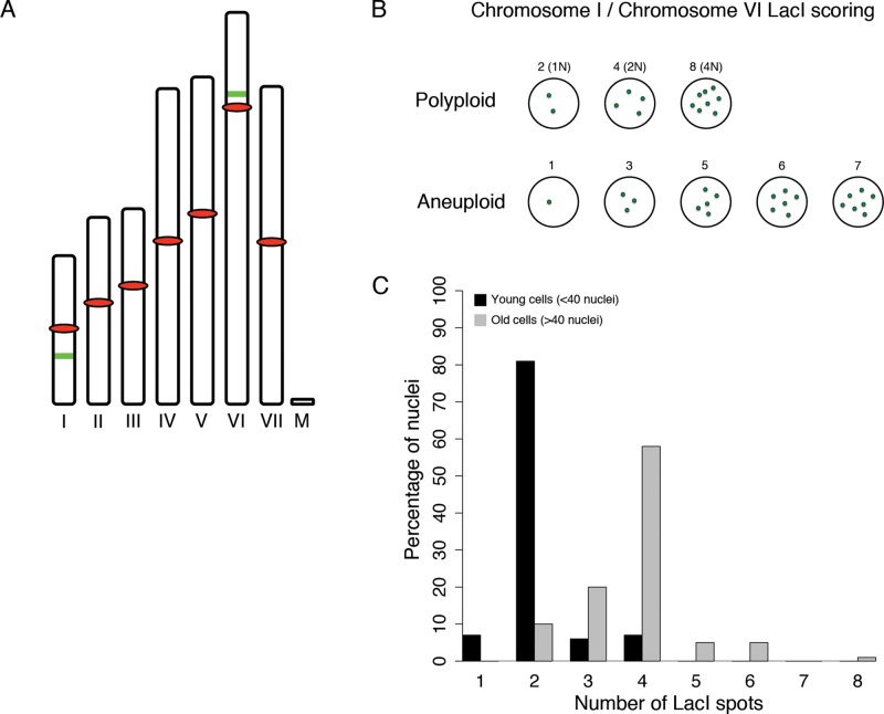 FIGURE 5: