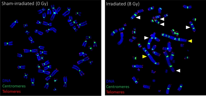 Figure 13